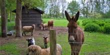 Catherine Deneuve Chateau Animals