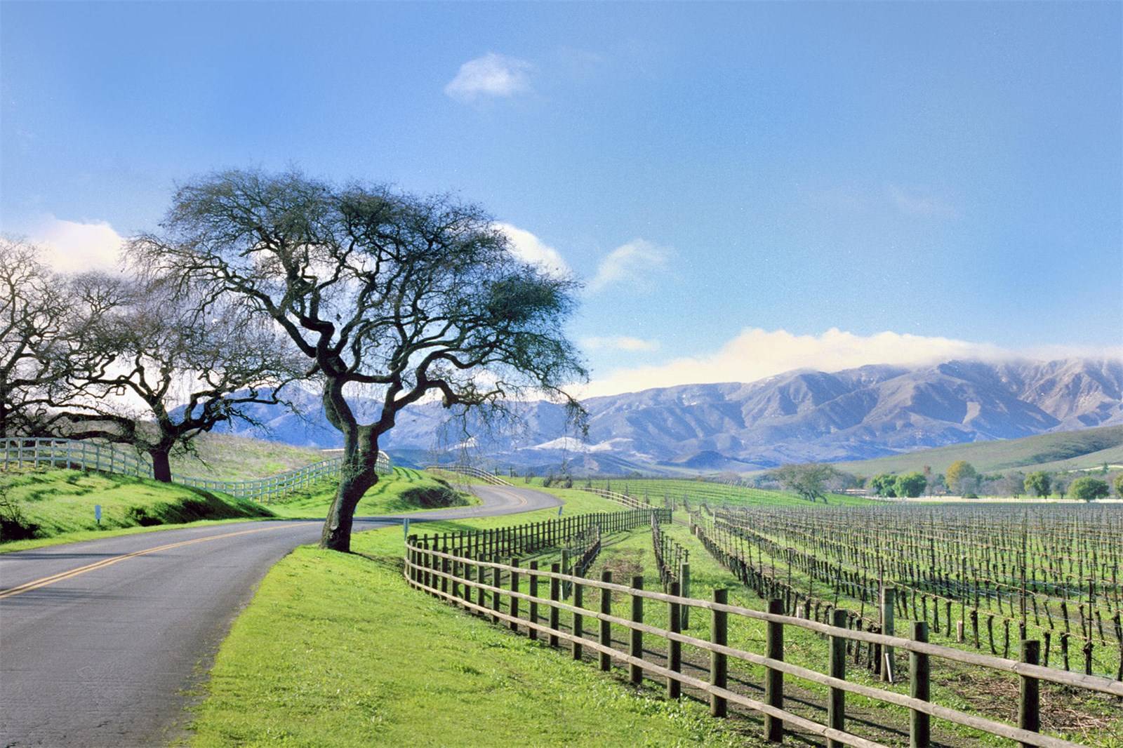 Vineyards And Wine Country Estates